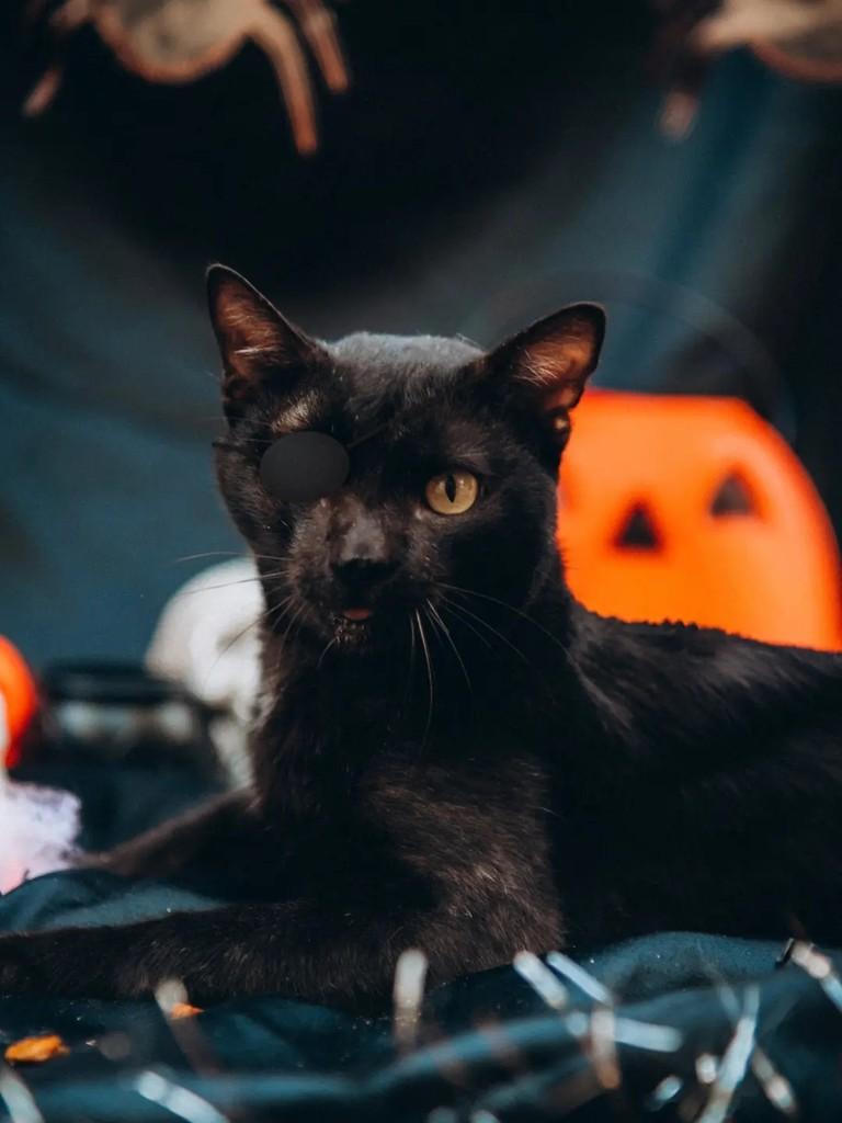 Jack Sparrow, gato de porte médio para adoção em Cacoal - RO