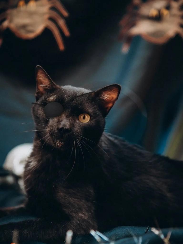 Jack Sparrow, gato de porte médio para adoção em Cacoal - RO — foto 2 de 4