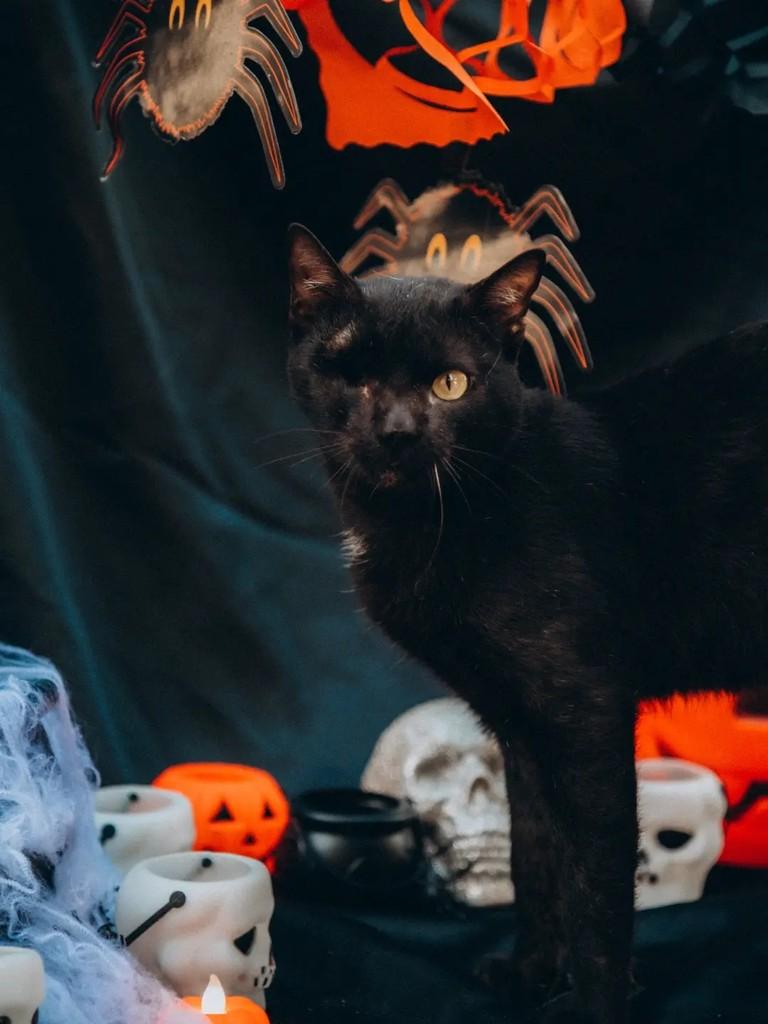 Jack Sparrow, gato de porte médio para adoção em Cacoal - RO — foto 3 de 4