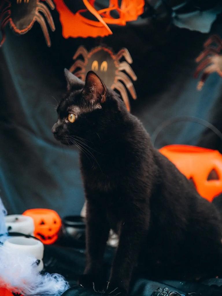 Jack Sparrow, gato de porte médio para adoção em Cacoal - RO — foto 4 de 4