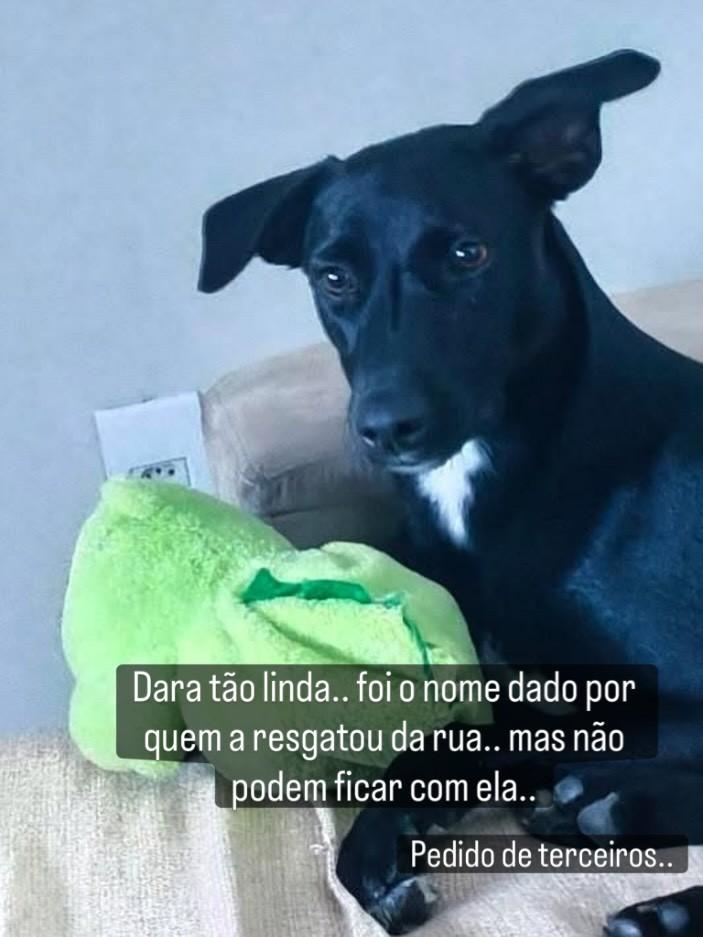 Vira, cachorro de porte médio para adoção em Valinhos - SP