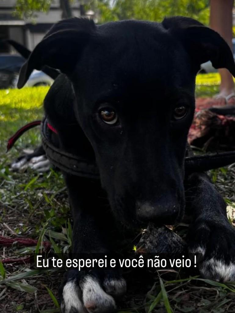Tom, cachorro de porte pequeno para adoção em Valinhos - SP