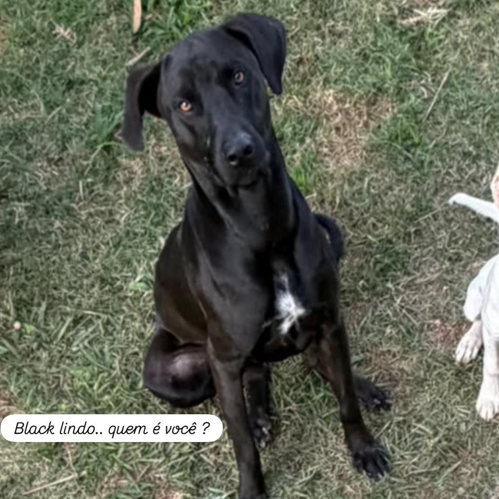 Príncipe, cachorro de porte grande para adoção em Valinhos - SP
