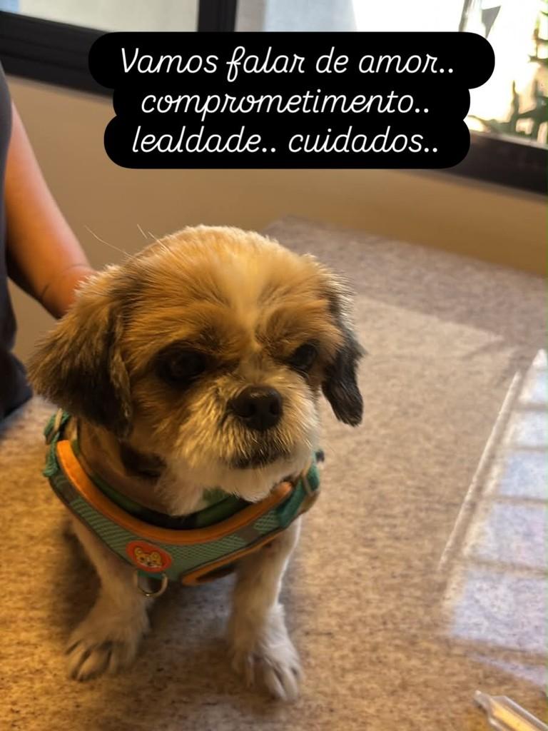 Kiara, cachorro de porte pequeno para adoção em Valinhos - SP