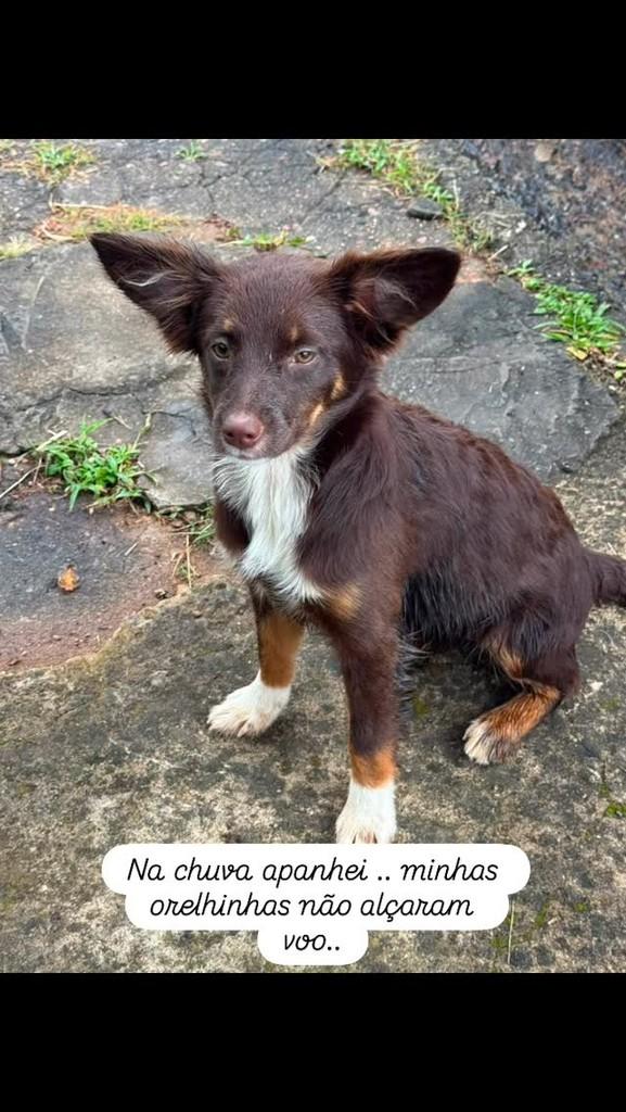 Laurinha, cachorro de porte pequeno para adoção em Valinhos - SP