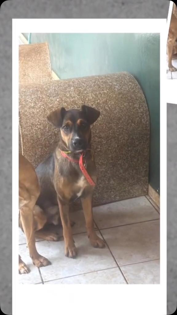 Petrus, cachorro de porte médio para adoção em Valinhos - SP
