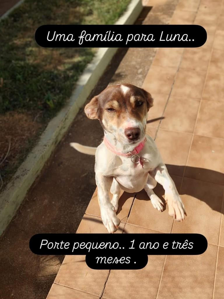 Luna, cadela de porte pequeno para adoção em Valinhos - SP