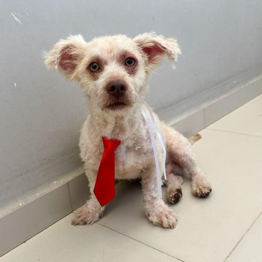 Polar, cachorro de porte pequeno para adoção em Serra - ES