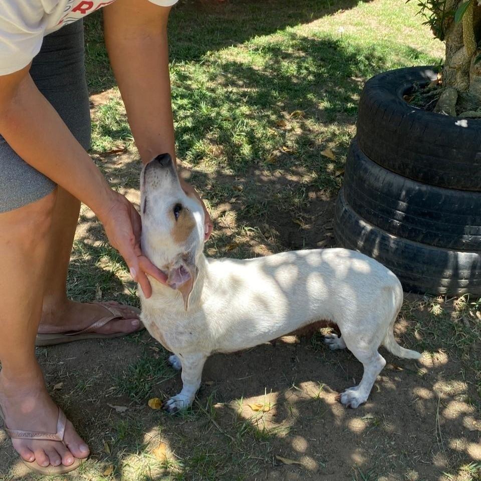 Hope, cachorro de porte pequeno para adoção em Serra - ES