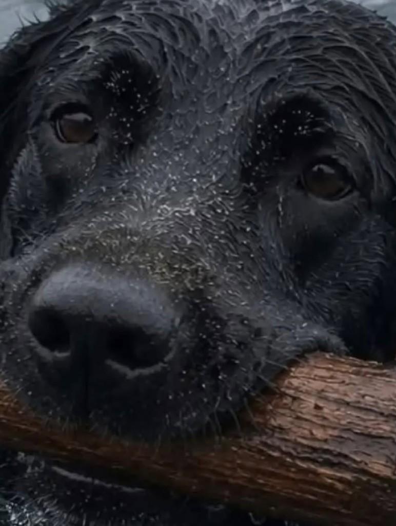 Tábua, cadela para adoção em Serra - ES
