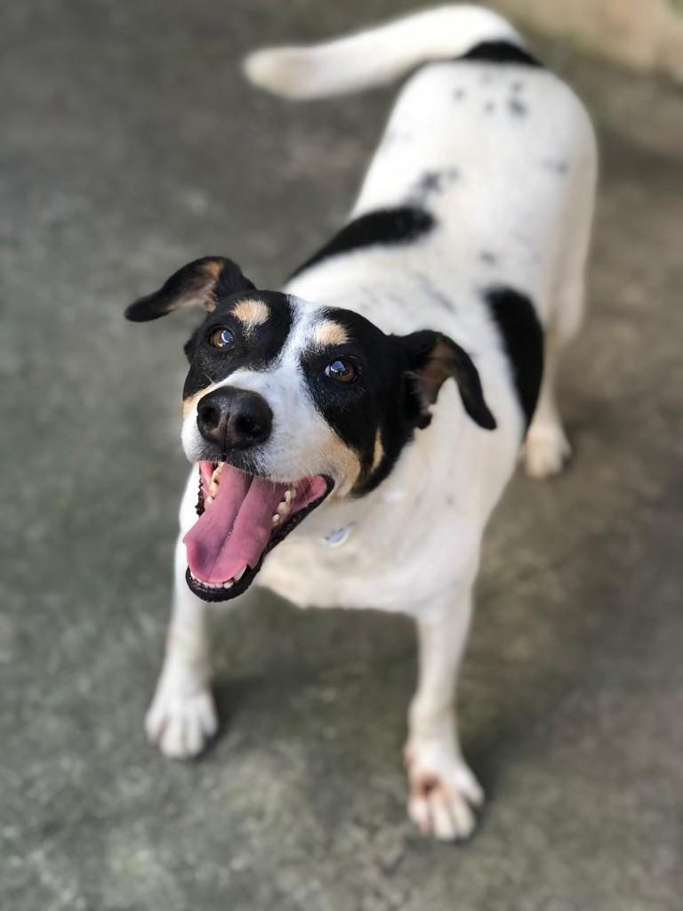 Ducke, cachorro de porte médio para adoção em Serra - ES