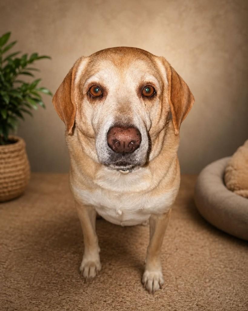 Marley, cachorro de porte grande para adoção em Serra - ES