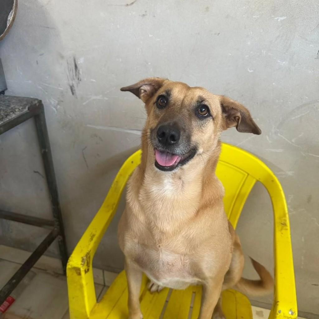 July, cadela para adoção em Sumaré - SP