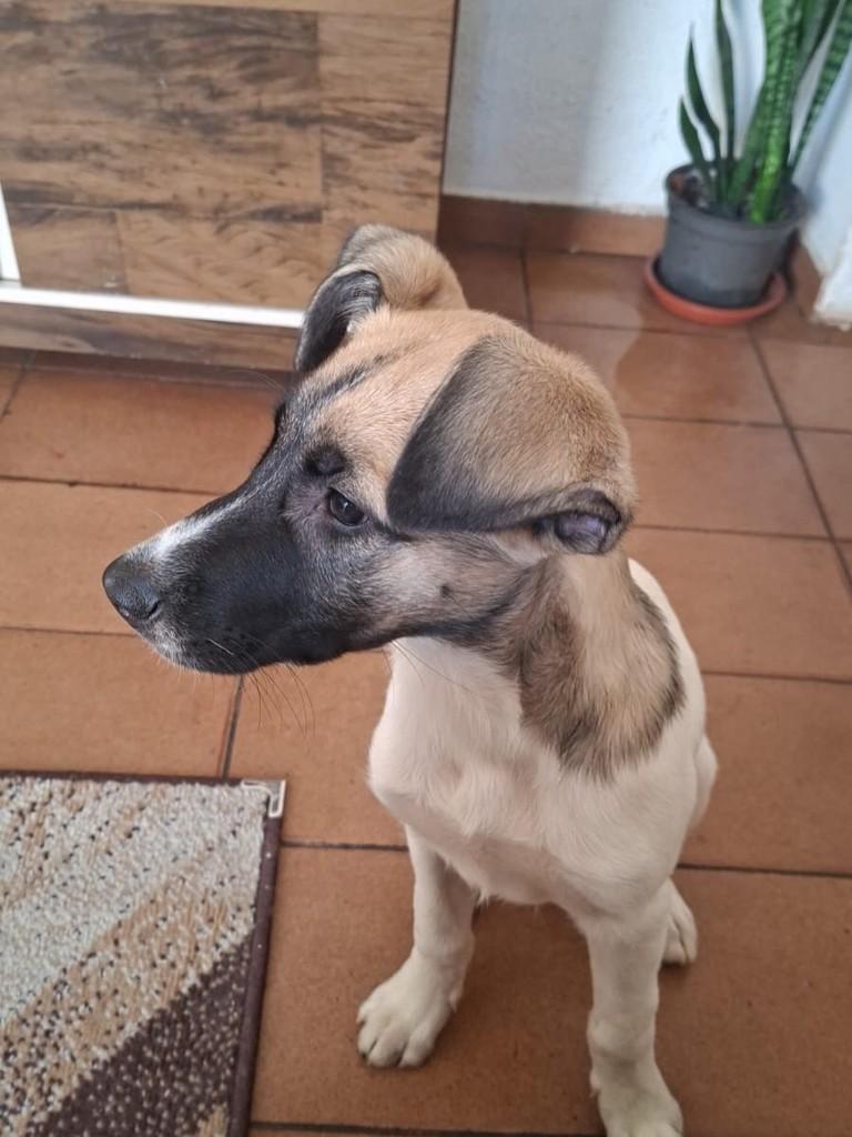 Vitor Hugo, cachorro de porte pequeno para adoção em Sumaré - SP