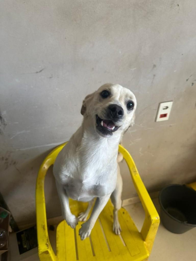 Juninho, cachorro de porte médio para adoção em Sumaré - SP