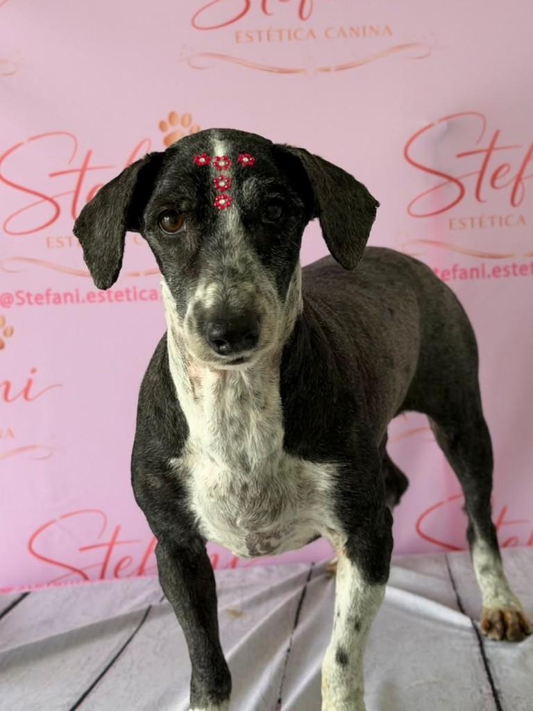 Bella, cadela de porte médio para adoção em Sumaré - SP