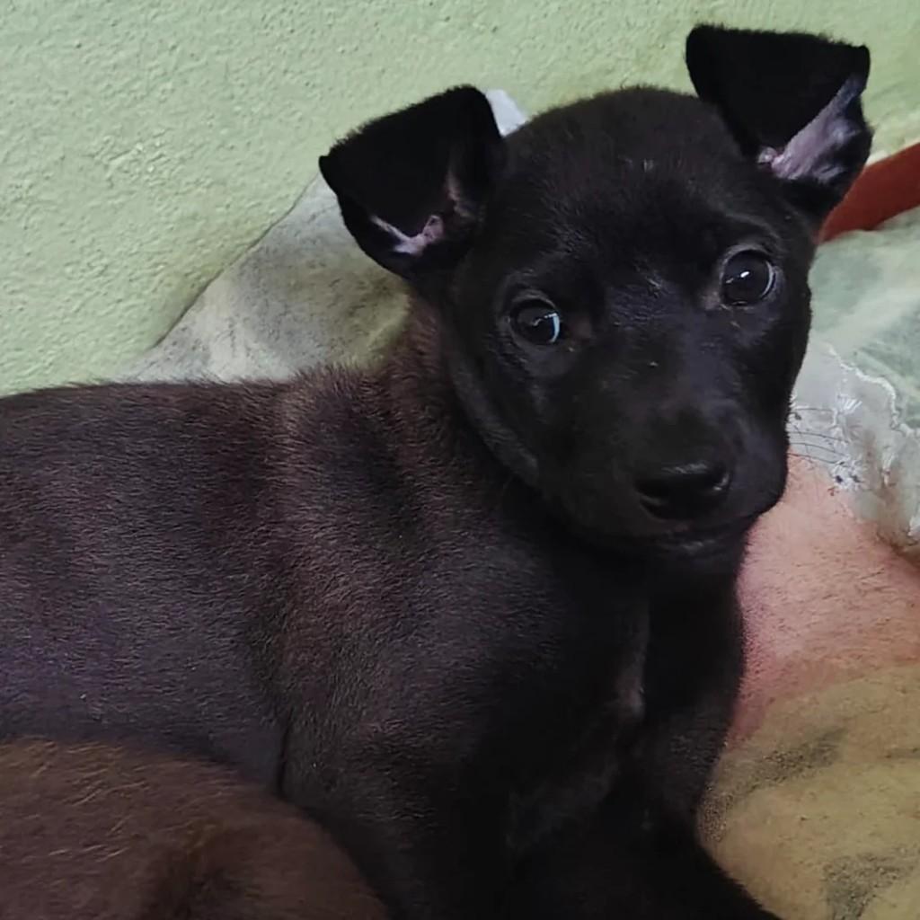 Scooby, cachorro para adoção em Campinas - SP