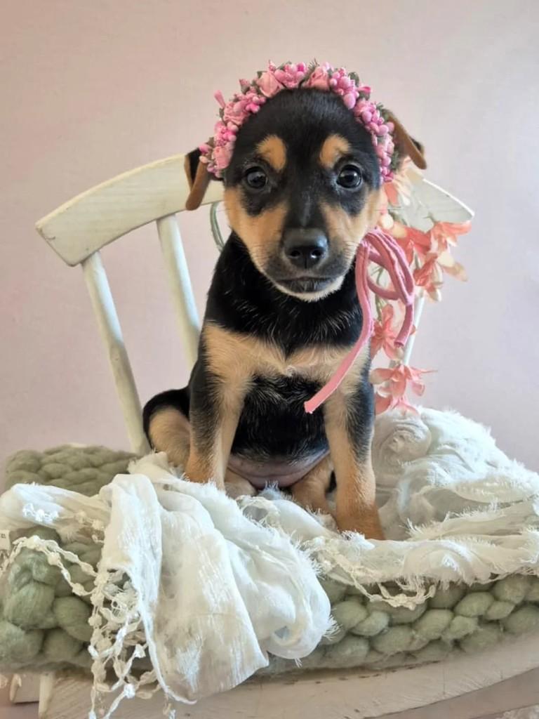 Latte, cadela de porte pequeno para adoção em Campinas - SP