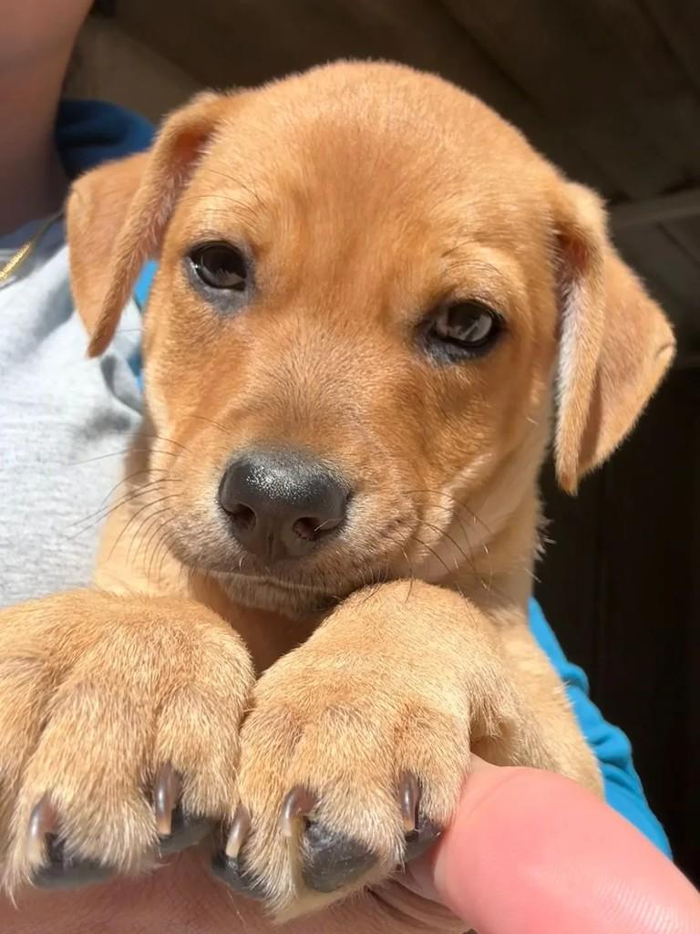 Toffe, cachorro de porte pequeno para adoção em Campinas - SP