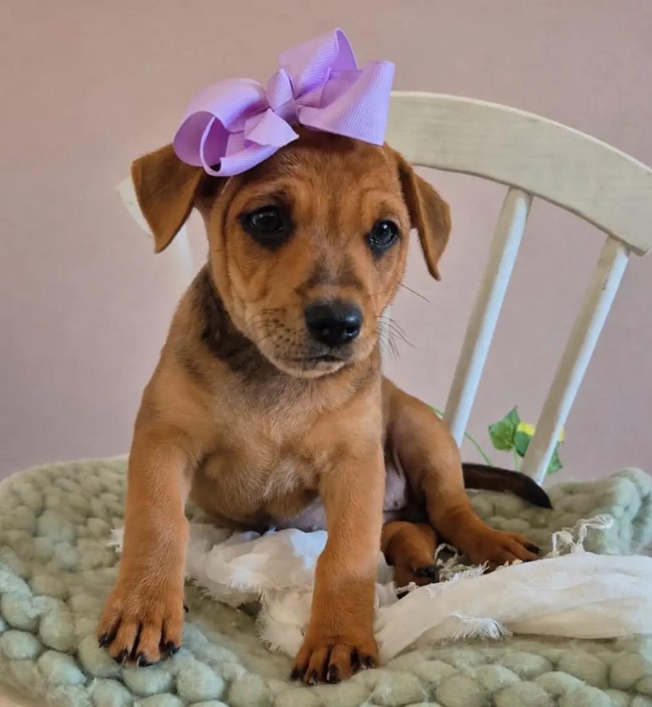 Moccha, cachorro de porte pequeno para adoção em Campinas - SP