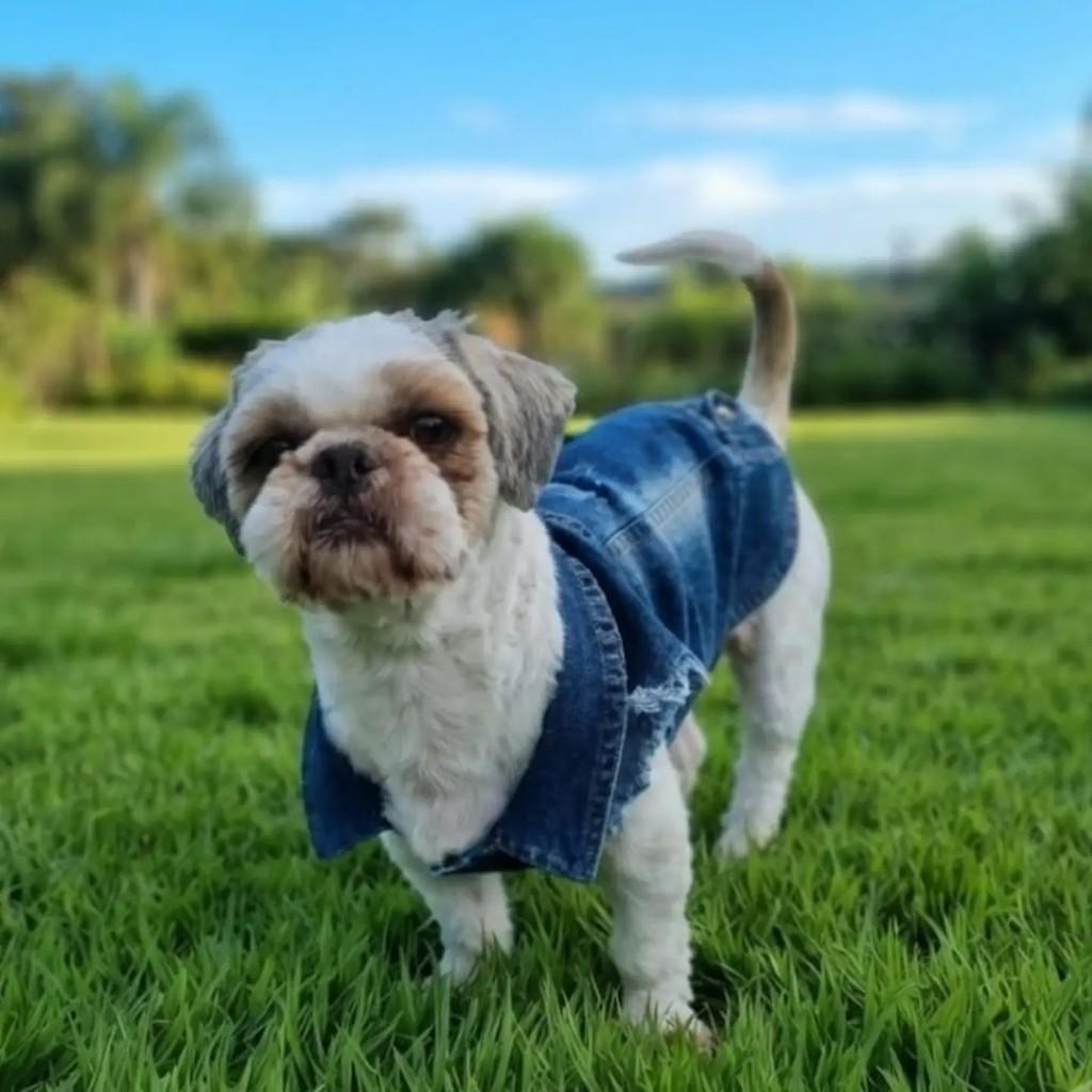 Lucas, cachorro de porte pequeno para adoção em Campinas - SP