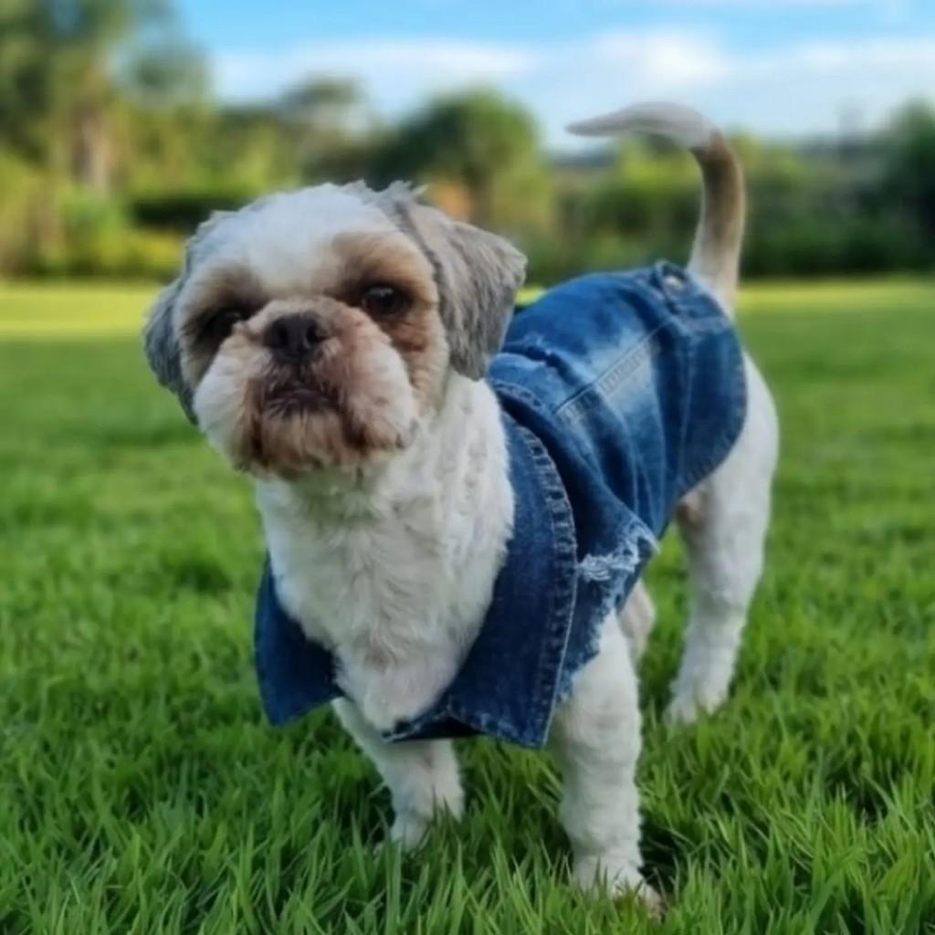 Luquinhas, cachorro de porte pequeno para adoção em Campinas - SP