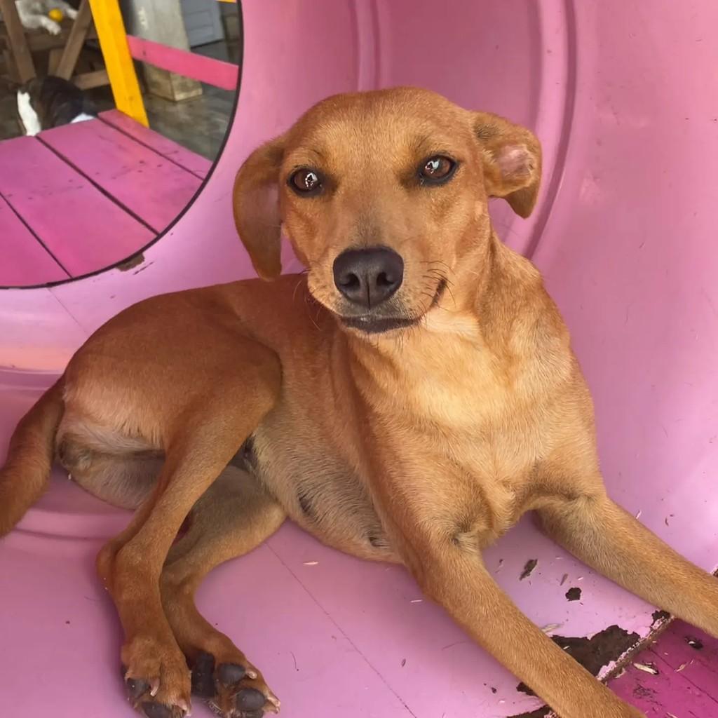 Caramela, cadela de porte médio para adoção em Campinas - SP