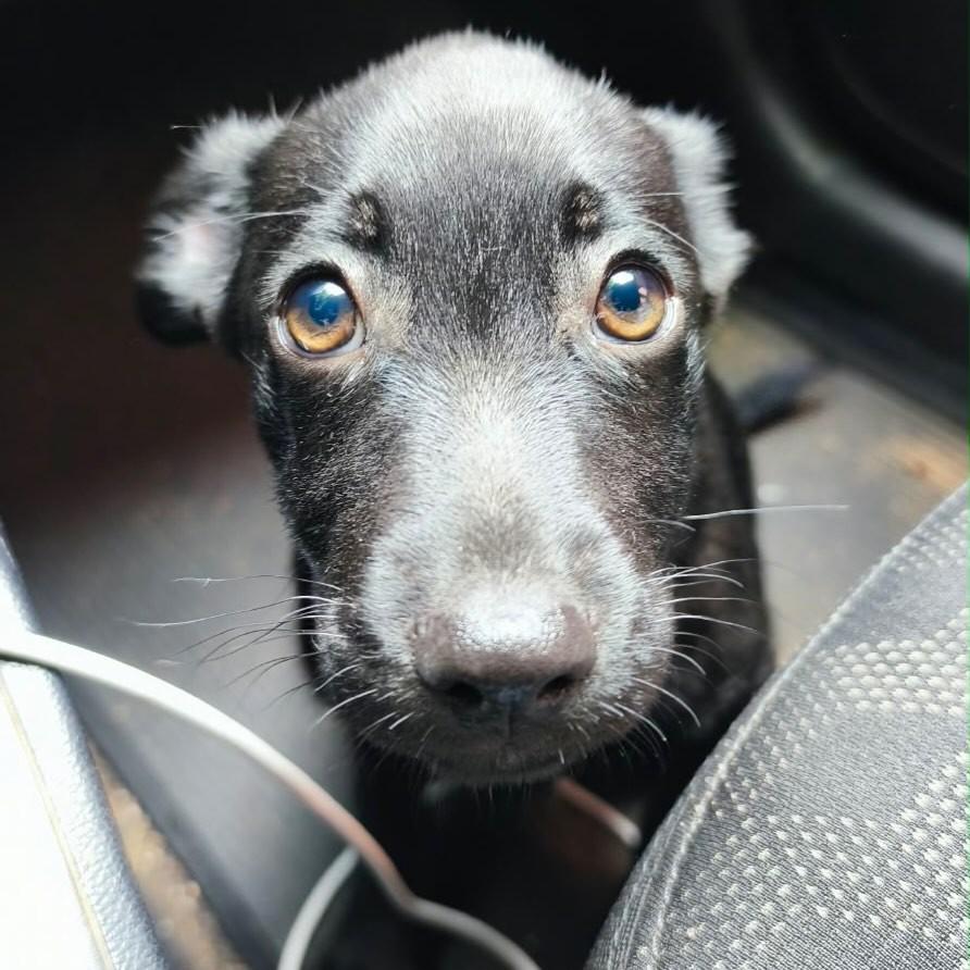Oreo, cachorro de porte pequeno para adoção em Campinas - SP