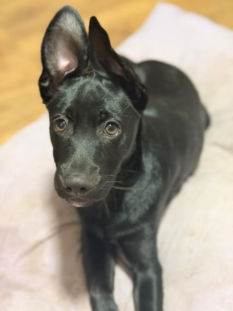 Nori, cachorro de porte pequeno para adoção em Campinas - SP
