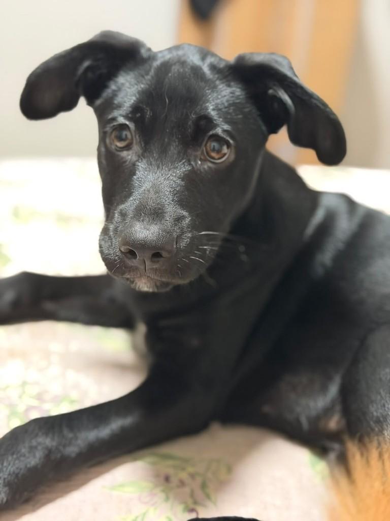 Nori, cachorro de porte pequeno para adoção em Campinas - SP — foto 2 de 2