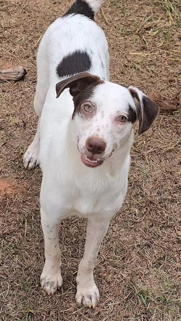 Carminha, cachorro de porte médio para adoção em Afonso Cláudio - ES