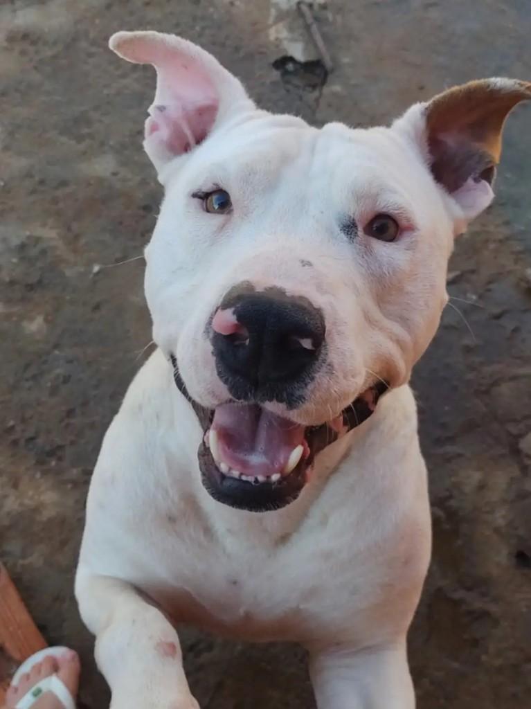 Bruno, cachorro de porte médio para adoção em Passo Fundo - RS