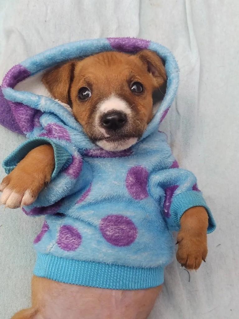 Ronaldo, cachorro de porte pequeno para adoção em Passo Fundo - RS