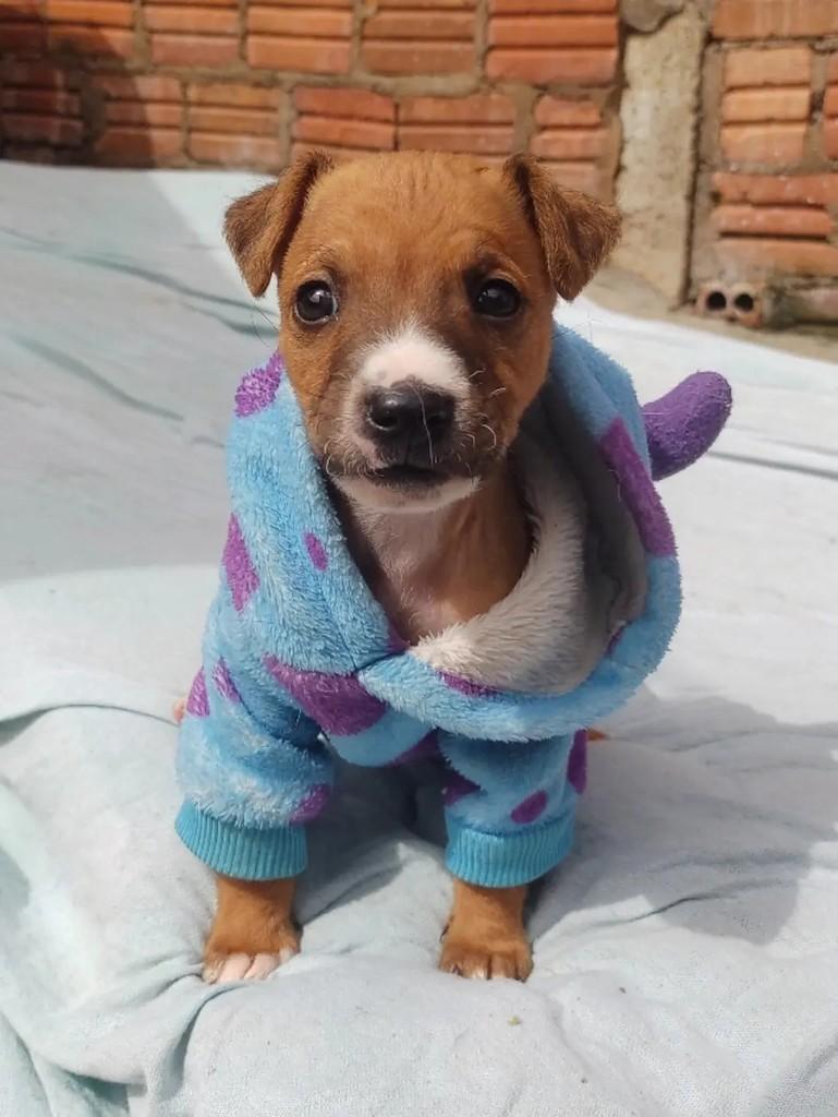 Ronaldo, cachorro de porte pequeno para adoção em Passo Fundo - RS — foto 2 de 4