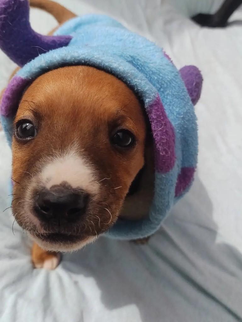 Ronaldo, cachorro de porte pequeno para adoção em Passo Fundo - RS — foto 3 de 4