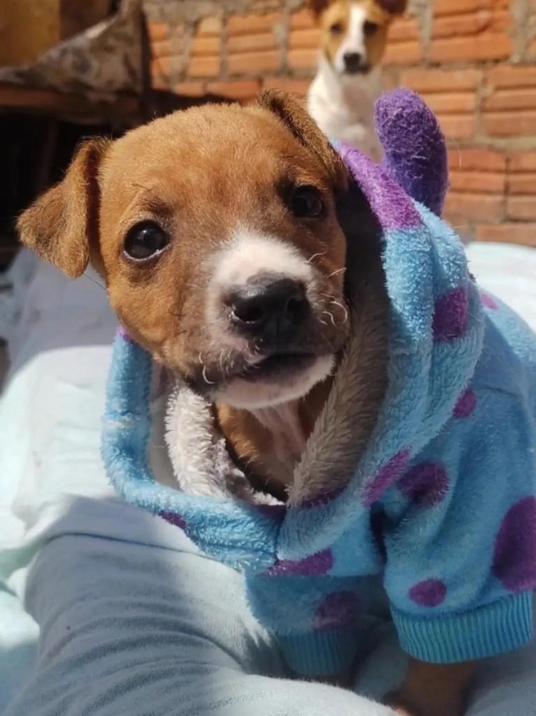 Ronaldo, cachorro de porte pequeno para adoção em Passo Fundo - RS — foto 4 de 4