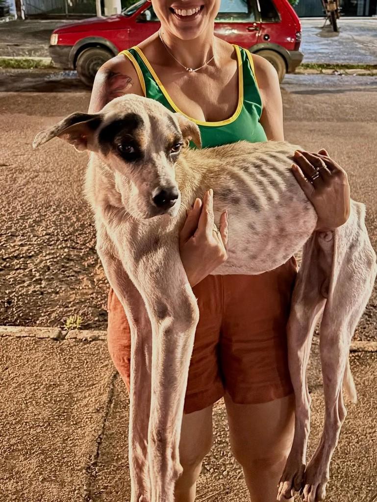Sobrancelha, cachorro de porte pequeno para adoção em Jaru - RO