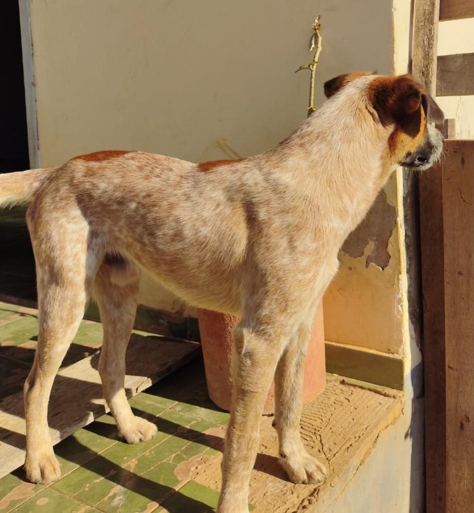Max, cachorro de porte médio para adoção em Jaru - RO