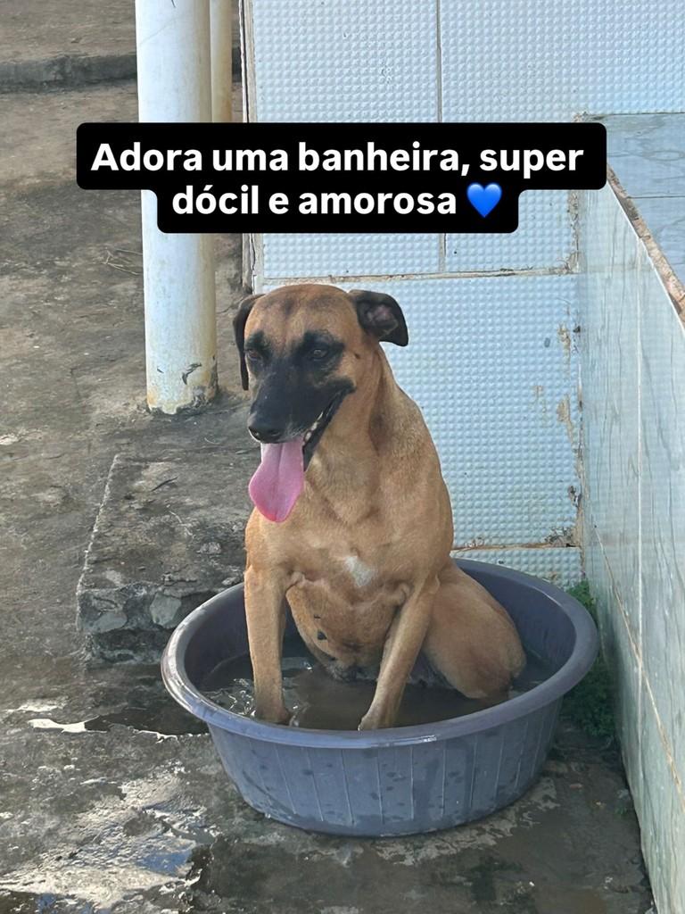 Lilica, cachorro de porte médio para adoção em Jaru - RO