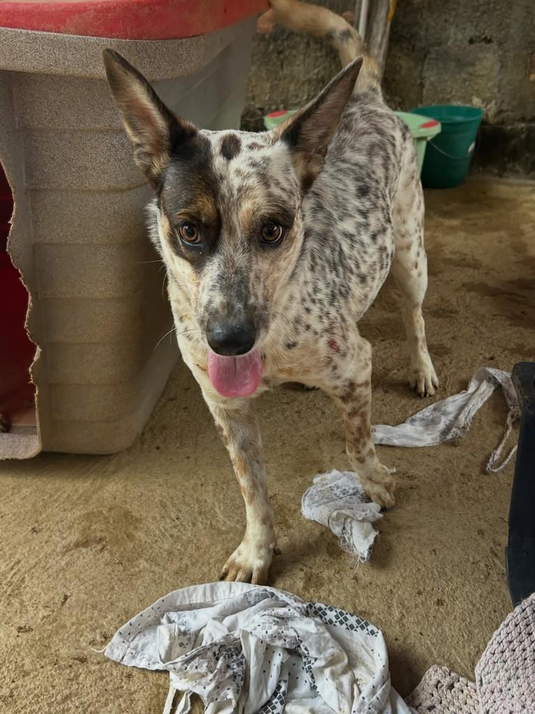 Ravena, cadela de porte médio para adoção em Jaru - RO