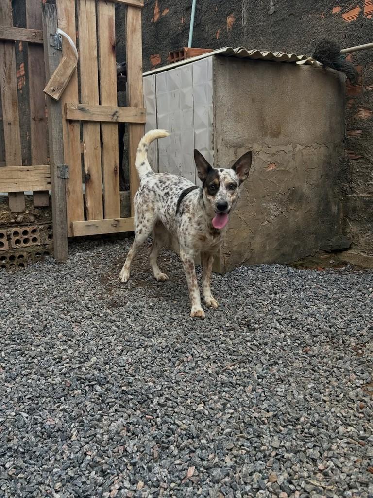 Ravena, cadela de porte médio para adoção em Jaru - RO — foto 2 de 3