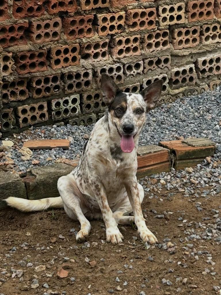 Ravena, cadela de porte médio para adoção em Jaru - RO — foto 3 de 3