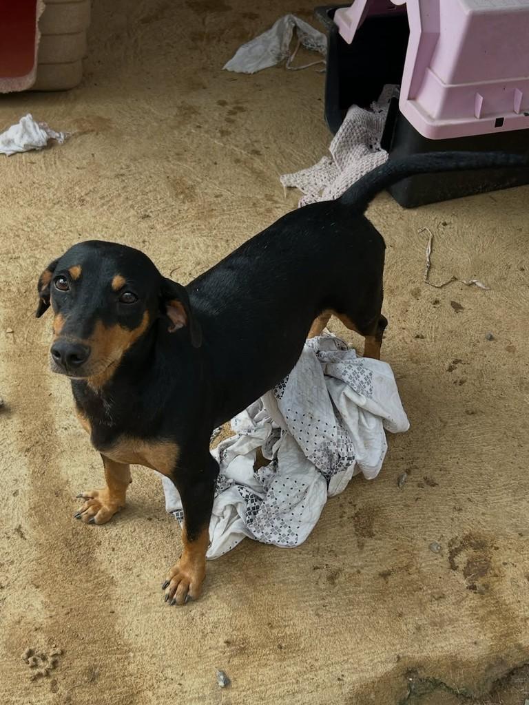 Chiquinha, cachorro de porte pequeno para adoção em Jaru - RO