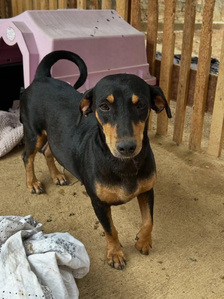 Chiquinha, cachorro de porte pequeno para adoção em Jaru - RO — foto 2 de 3