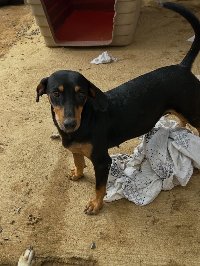 Chiquinha, cachorro de porte pequeno para adoção em Jaru - RO — foto 3 de 3
