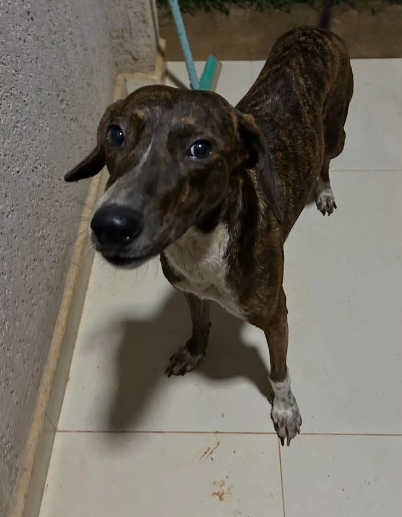 Ferdinando, cachorro de porte médio para adoção em Jaru - RO