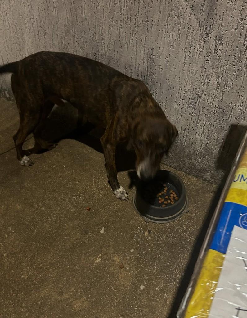 Ferdinando, cachorro de porte médio para adoção em Jaru - RO — foto 2 de 2