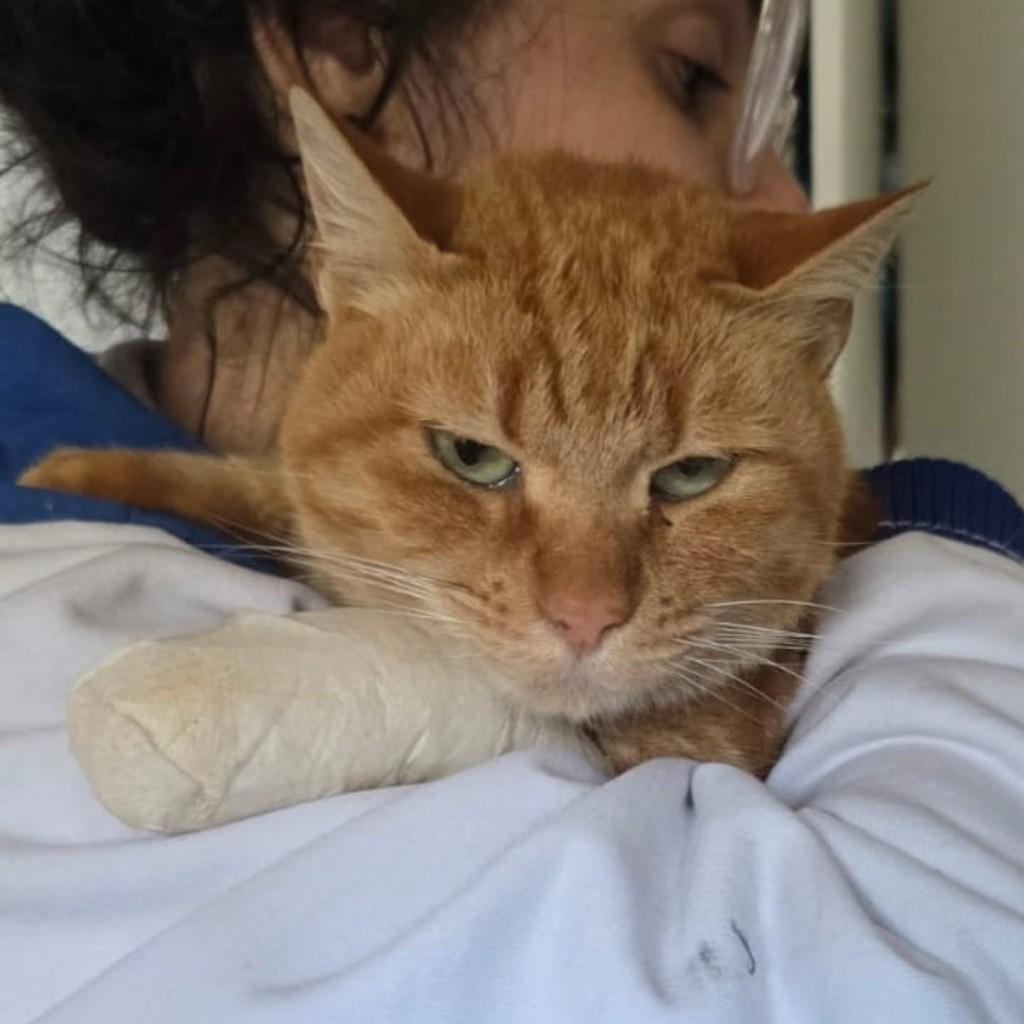 Mitinha, gato de porte médio para adoção em Porto Alegre - RS