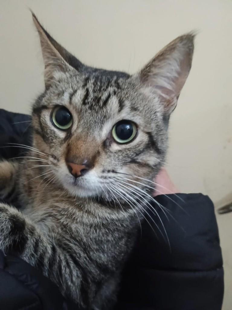 Tigrinho, gato de porte pequeno para adoção em Porto Alegre - RS