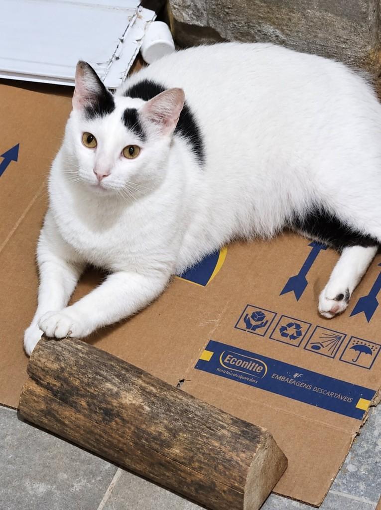 Gaspar, gato de porte médio para adoção em Porto Alegre - RS